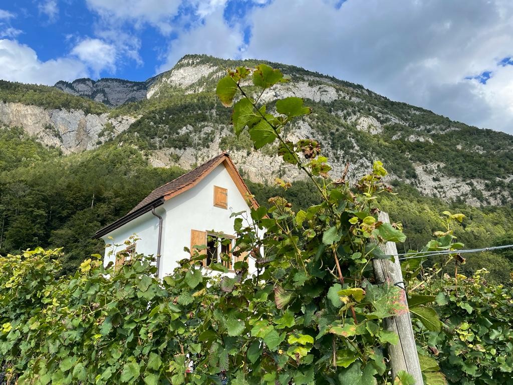 20_Besuch Müller Weinbau