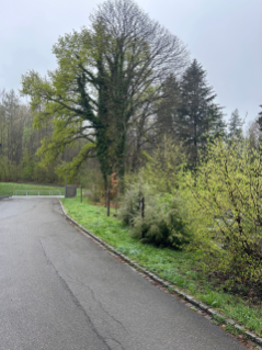  (Foto: Lina Bonafiglia)