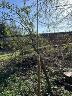 (Foto: Lina Bonafiglia)