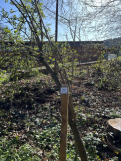  (Foto: Lina Bonafiglia)