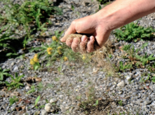 Biodiversität im Siedlungsraum