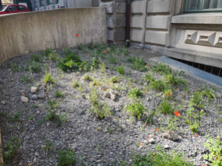 Biodiversität im Siedlungsraum