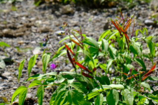 Biodiversität im Siedlungsraum