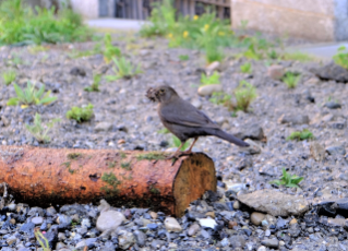 Biodiversität im Siedlungsraum