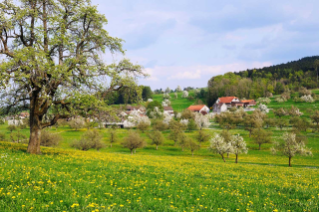 Obstgarten im Frühling