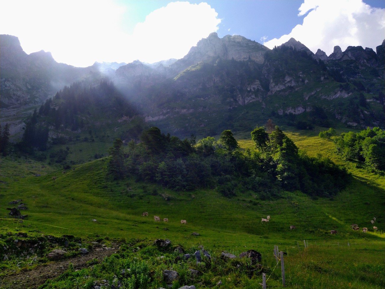 Schutzwald vor Steinschlag, Säntisalp Leon Klingler.jpg