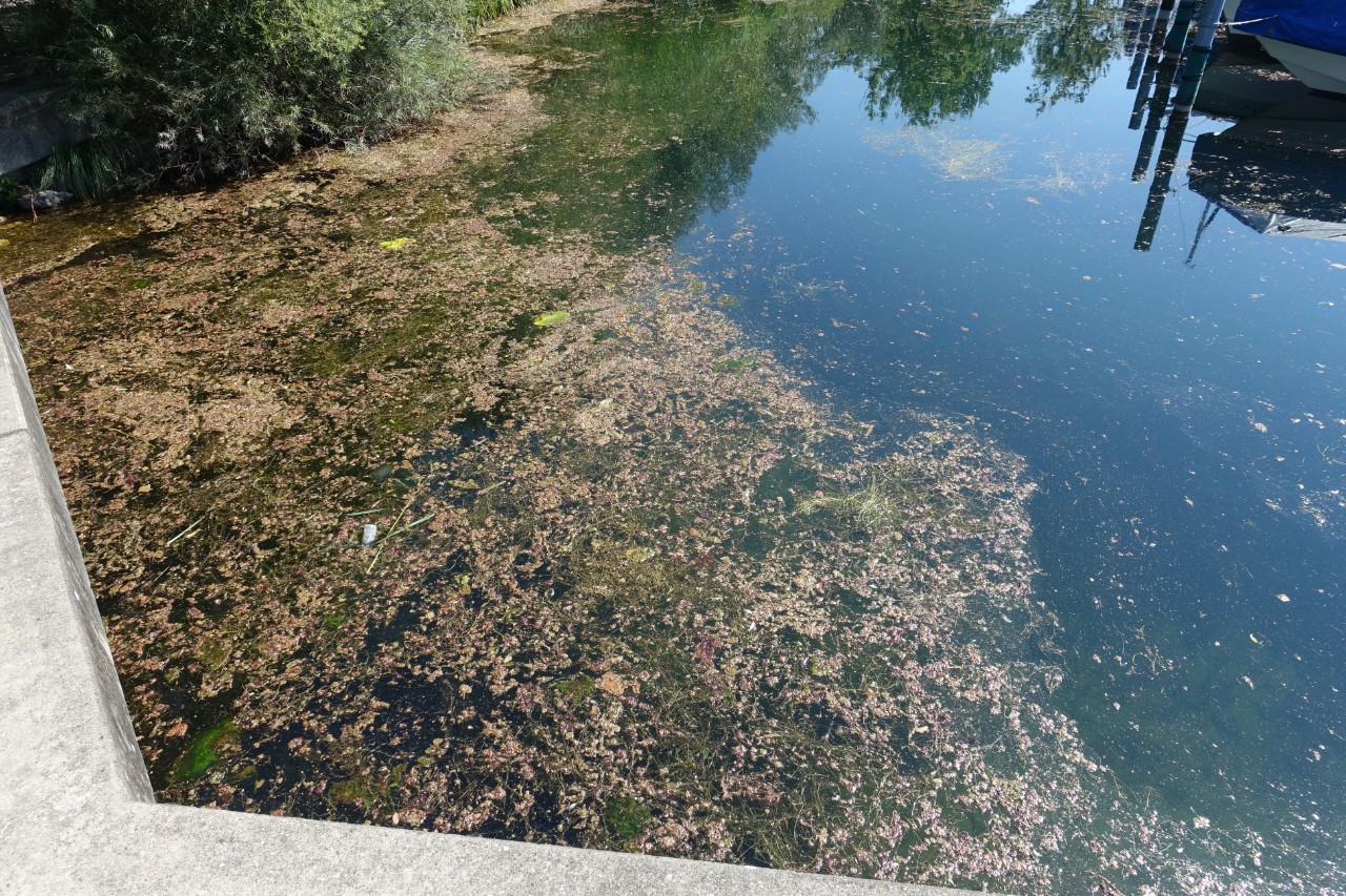 Krötenhäute Hafen Jona
