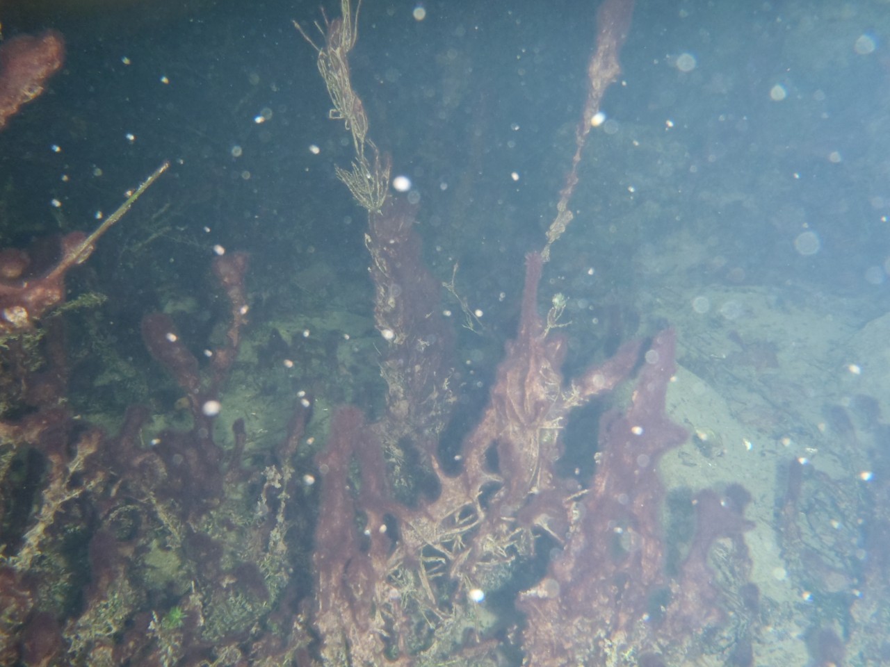 Tychonema Aufwuchs auf Wasserpflanze