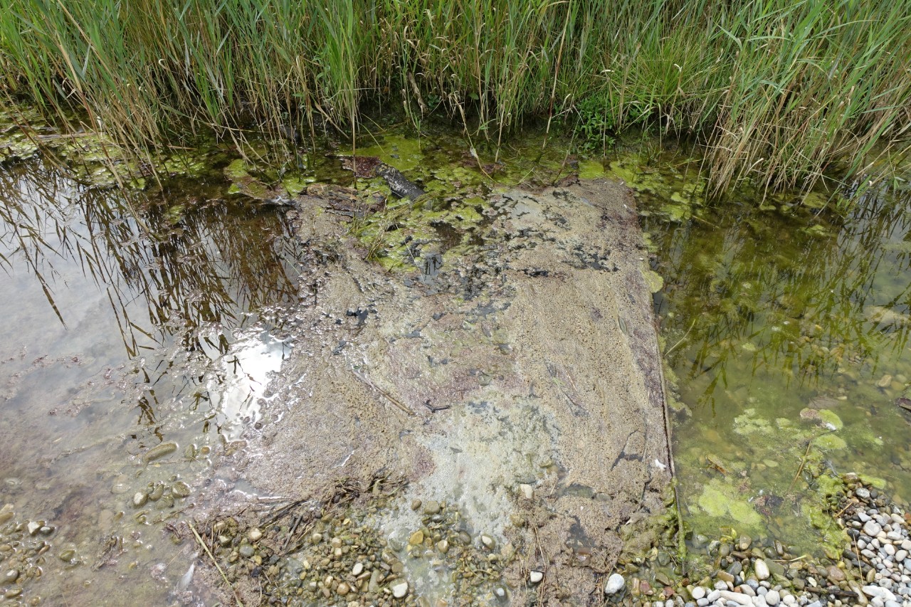 Tychonema aufschwimmend, Aabachdelta