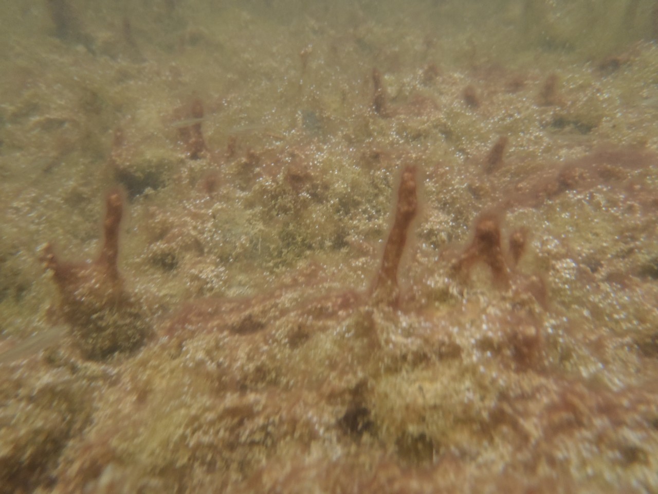 Tychonema, Unterwasseraufnahme