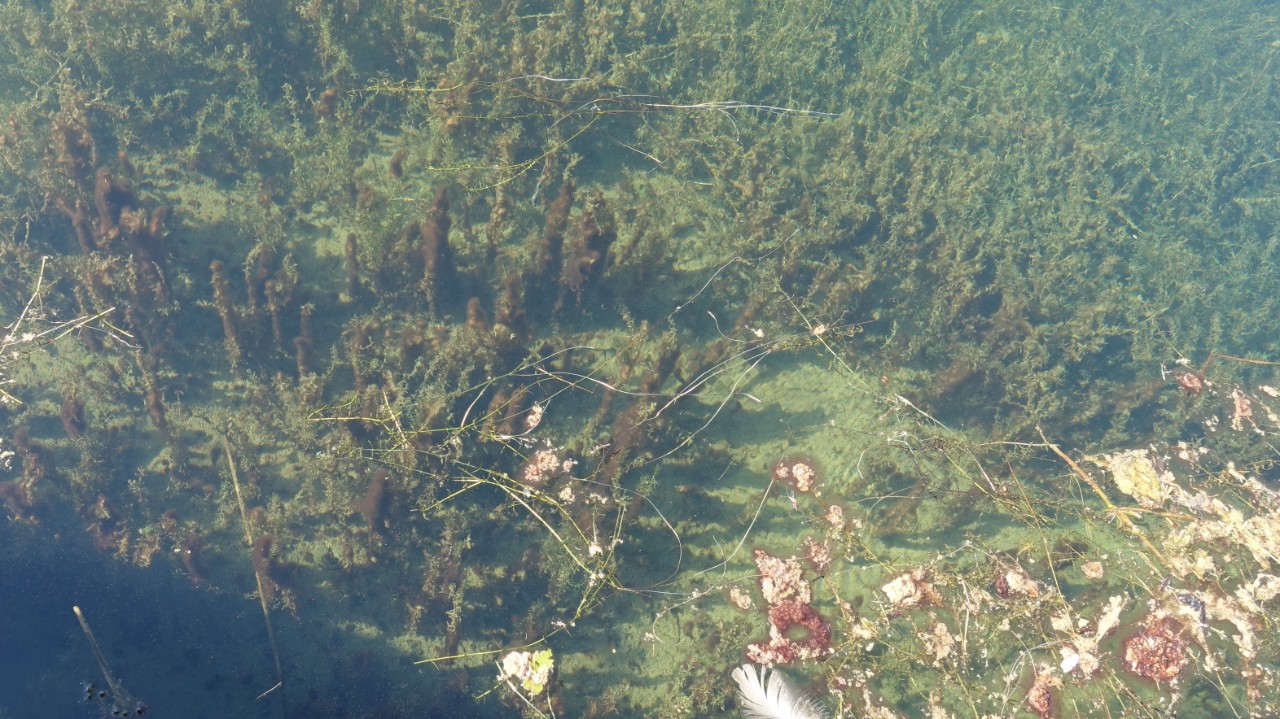 Tychonema, rötlicher Aufwuchs auf Wasserpflanzen und rote Krötenhäute im Bild rechts unten
