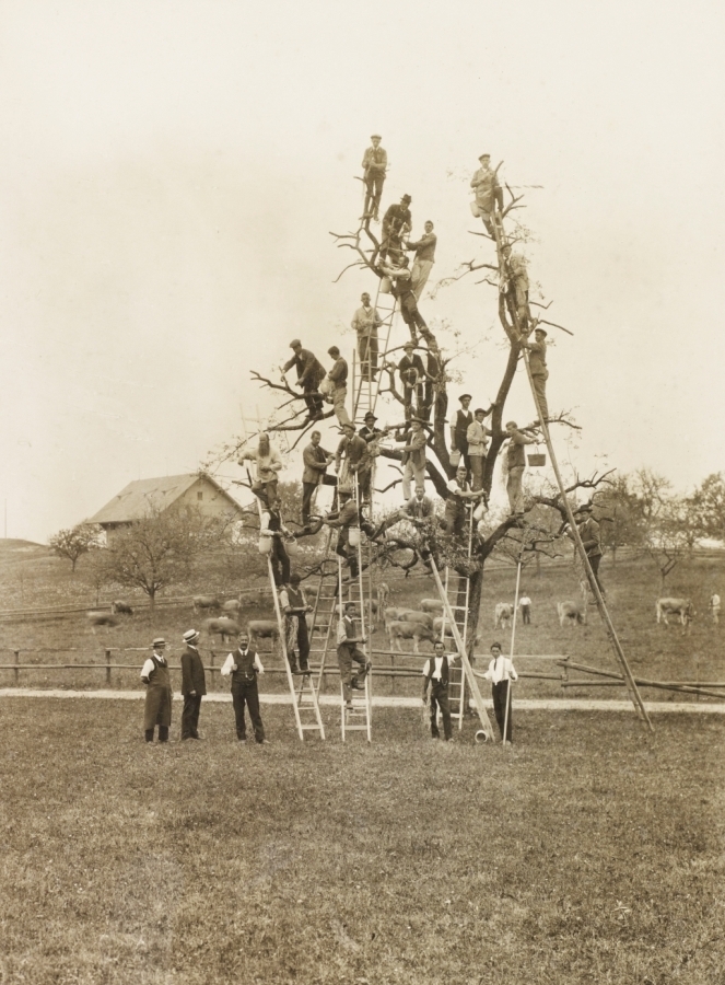 Kantonaler Baumpflegekurs Flawil, 1919