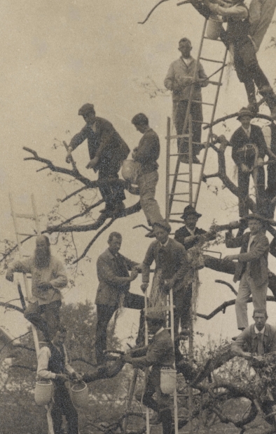 Teilnehmer am kantonalen Baumpflegekurs in Flawil, 1919. Bildquelle: StASG W 275/1.25