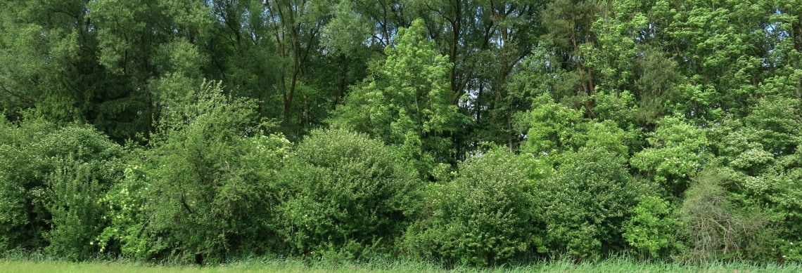 Artenreiche, gestufte Waldr&auml;nder sind wertvolle Lebensr&auml;ume und vernetzen den geschlossenen Wald mit dem Offenland.
