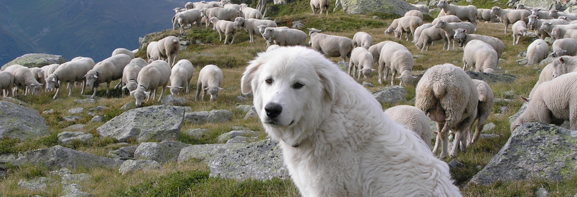 Herdenschutzhund mit Schafsherde im Hintergrund