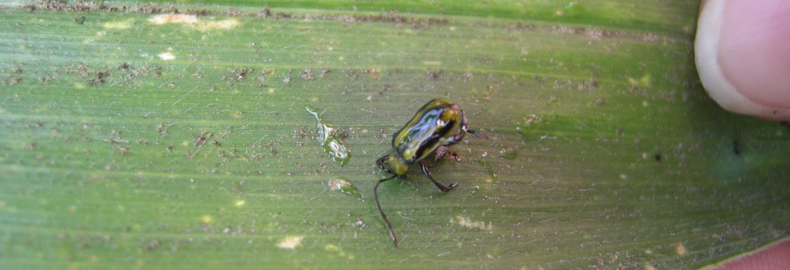 Maiswurzelbohrer auf Blatt