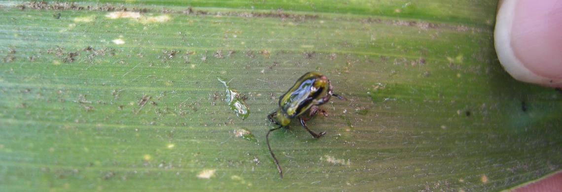 Maiswurzelbohrer auf Blatt