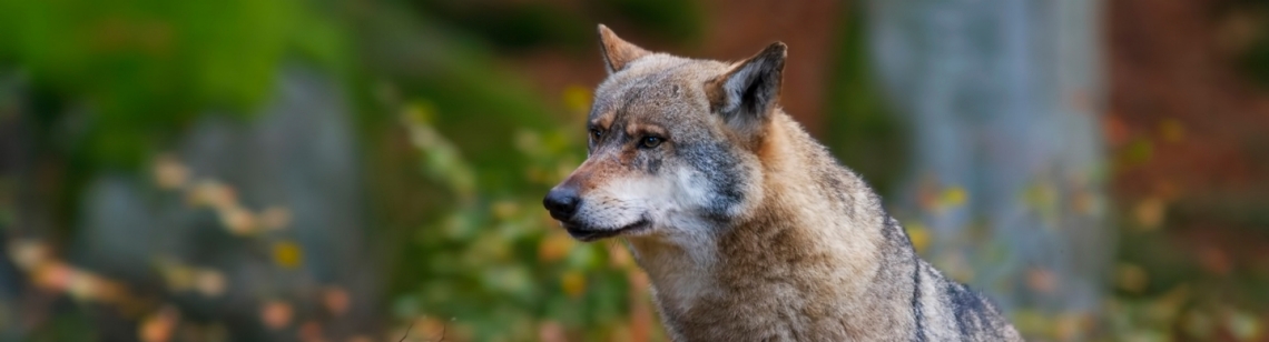 Symbolbild Wolf im Wald