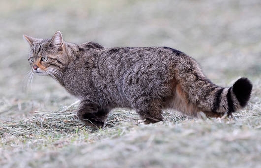 Diese Wildkatze lässt einige typische Merkmale deutlich erkennen. (Bild von Fabrice Cahez)