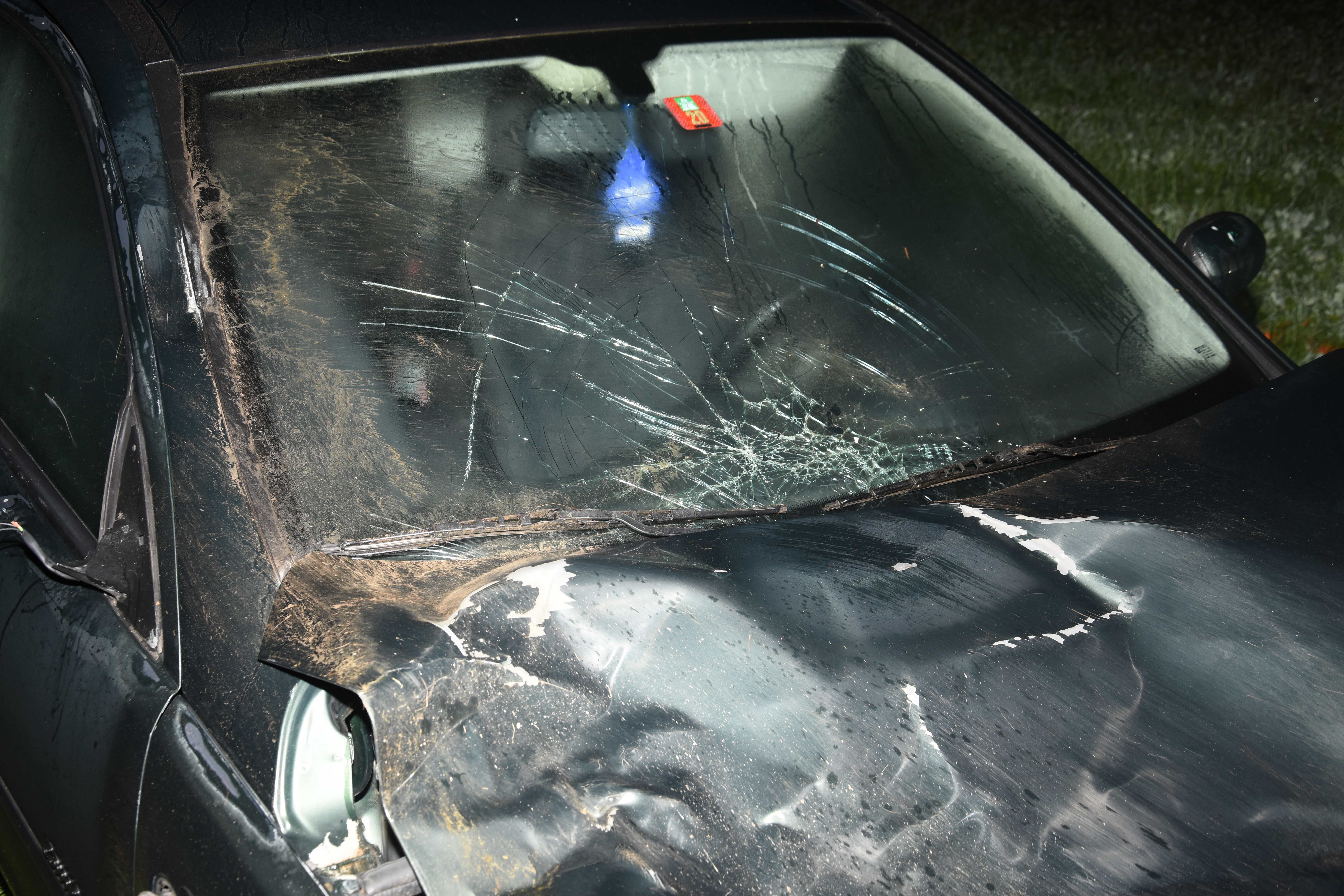 Eisbecherhalter Mit Hochlandrind-Motiv - Lustiger Kühlhalter Für 500ml Becher