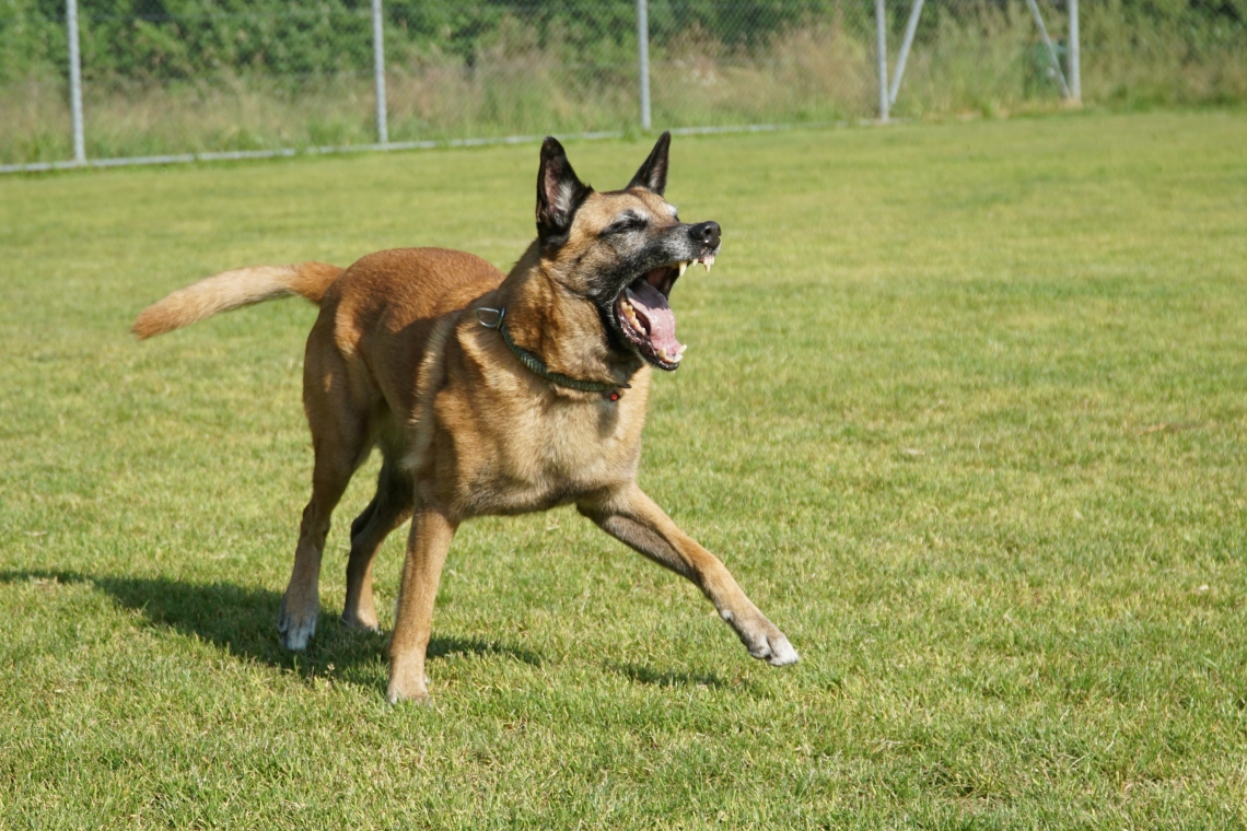 Diensthund "Borukson"