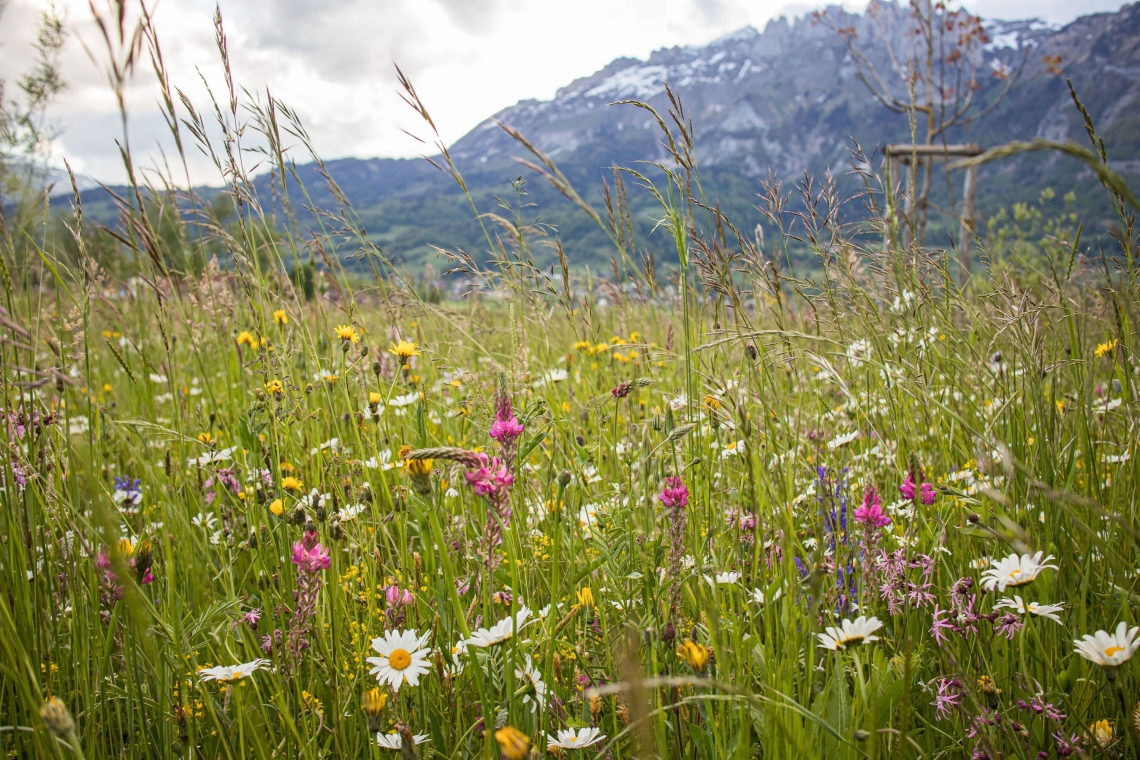 Blumenwiese