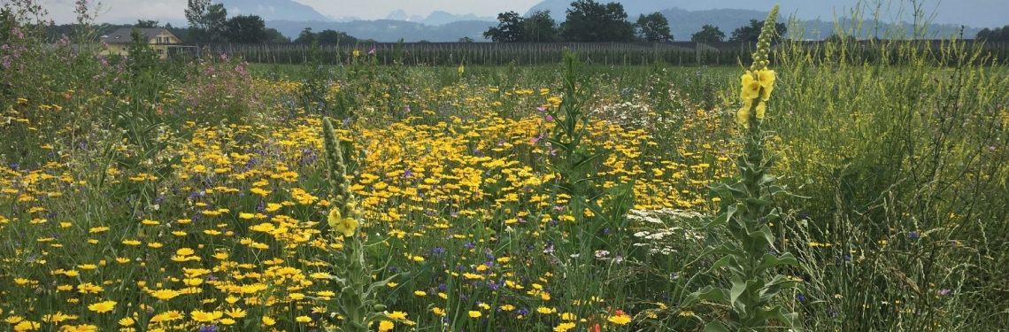 Blumenwiese