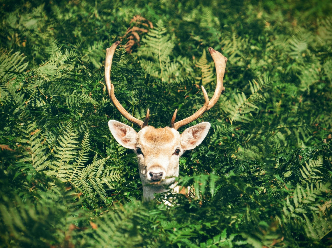 Foto von unsplash.com/@chrisgreen