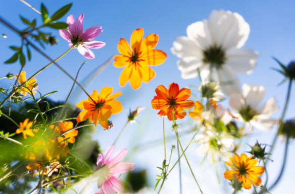 Advents- und Weihnachtsverkauf 2025