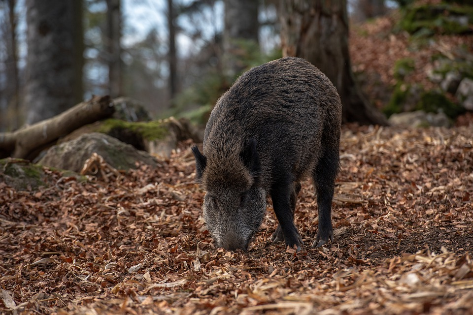 Wildschwein