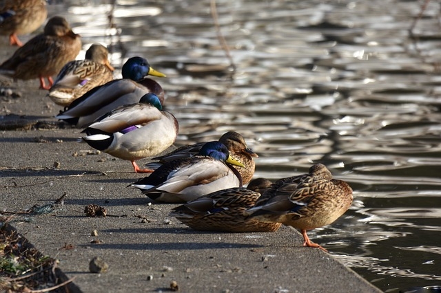 Enten