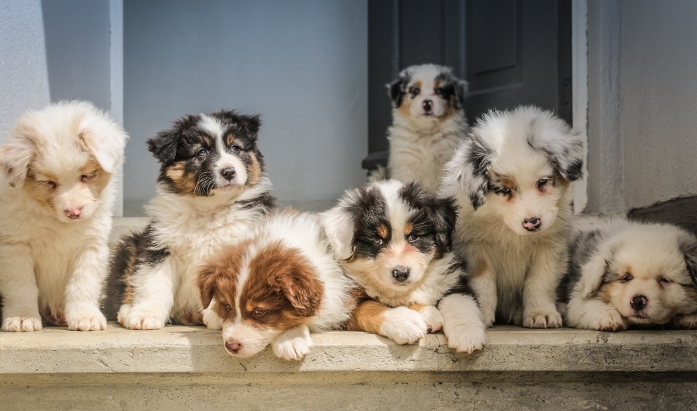 sieben Hundewelben auf einer Treppenstufe