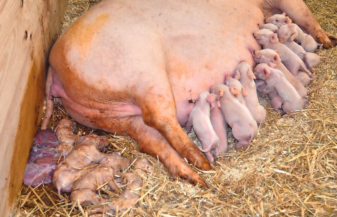 Schweinesäulinge und Mutter