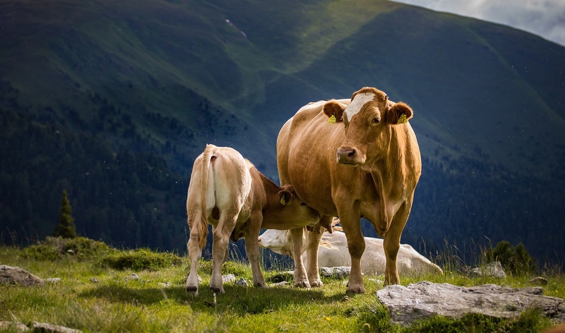 Kuh mit Kalb auf einer Weider