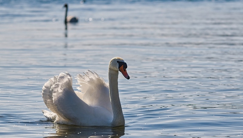 Höckerschwan im See