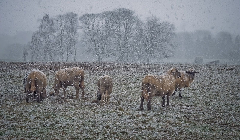 Nutztiere auf Weide während es schneit