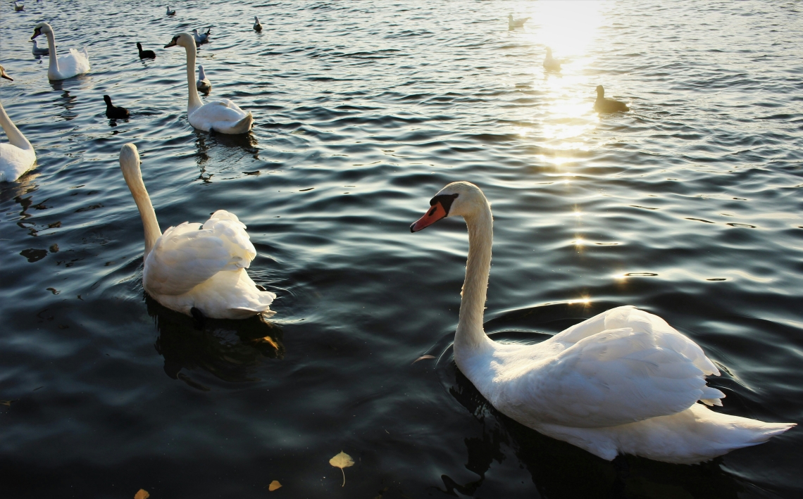 mehrere Schwäne im Wasser