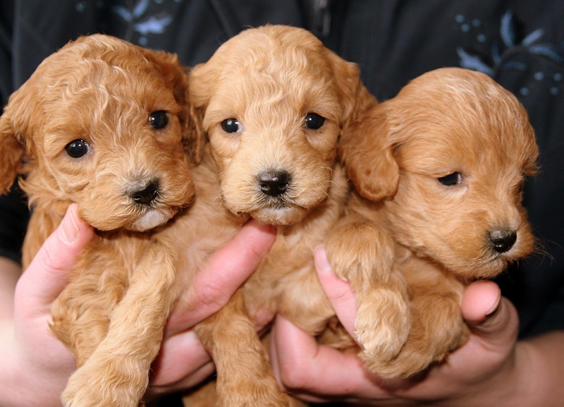 Hundewelpen