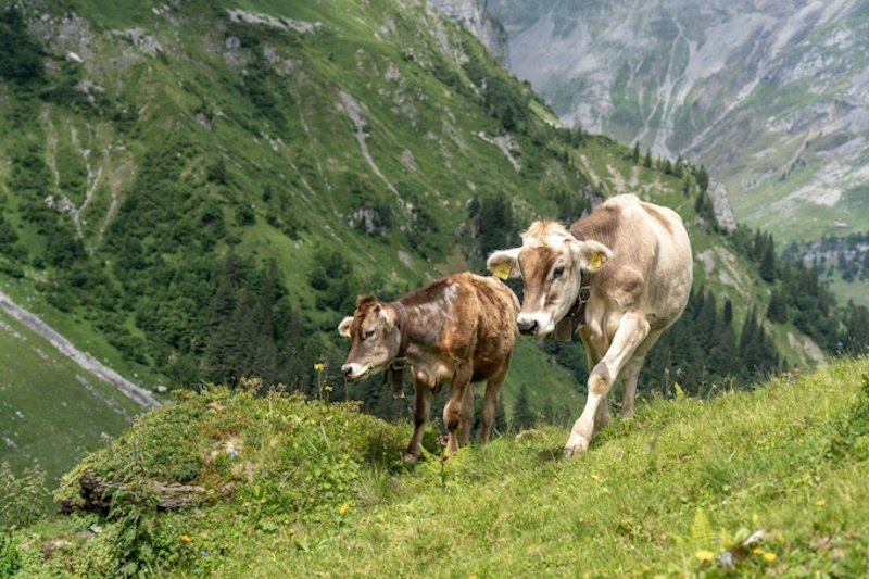 Zwei Kühe auf  der Alp