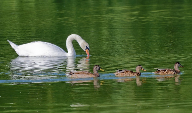 Schwan und Enten im Wasser