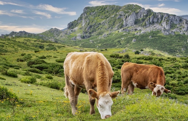 zwei K&uuml;he auf Alp