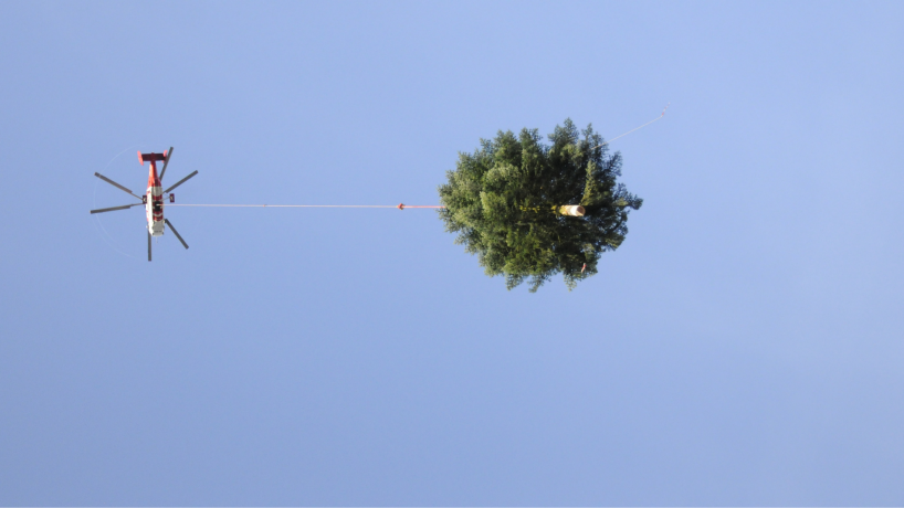 Christbaum 2019