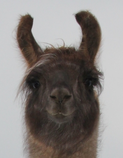 Kopf eines Lamas