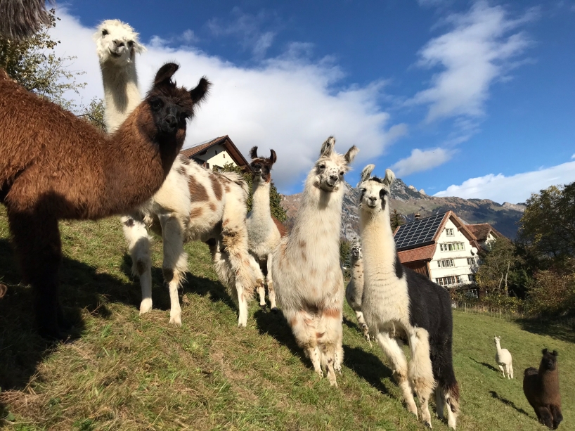 Lamas auf der Weide