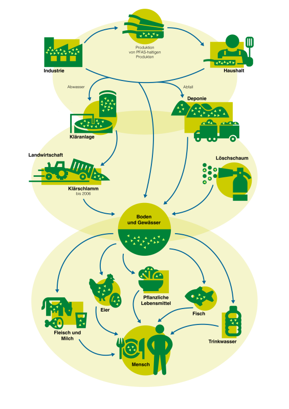 eine gezeichnete Grafik zeigt auf, wie PFAS in die Umwelt gelangen 