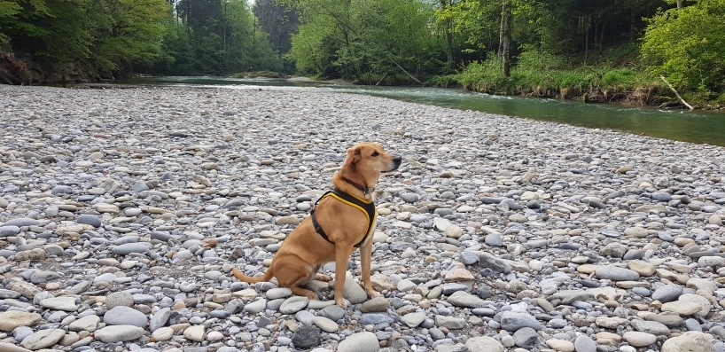 Hund 