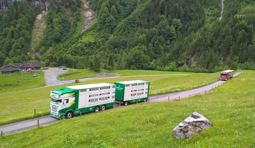 Transport von Schafen auf die Alp