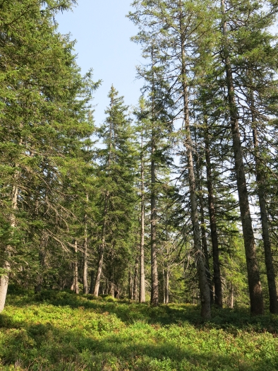  Idealer Auerhuhnlebensraum im Waldreservat Amden