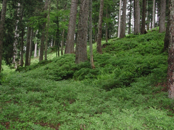 Alpenlattich-Fichtenwald mit Heidelbeere 