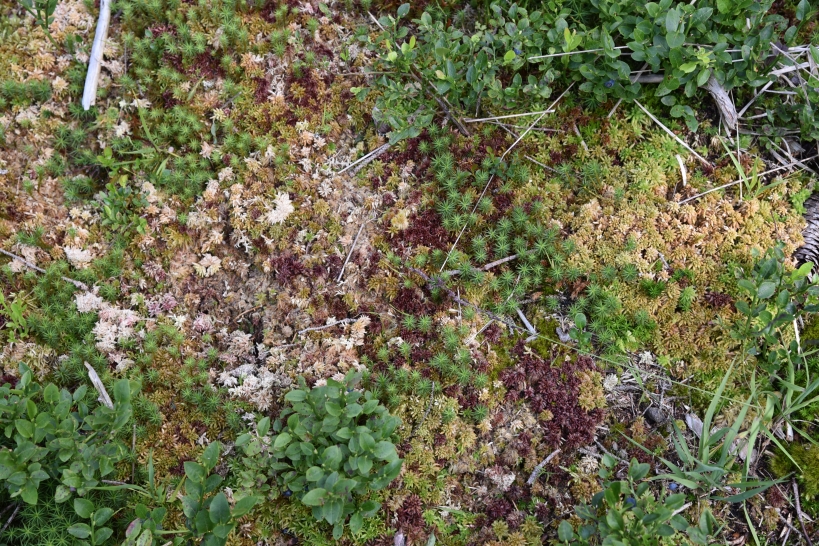 Die typische Bodenvegetation des Moorrand-Fichtenwalds: Heidelbeere und Torfmoos.